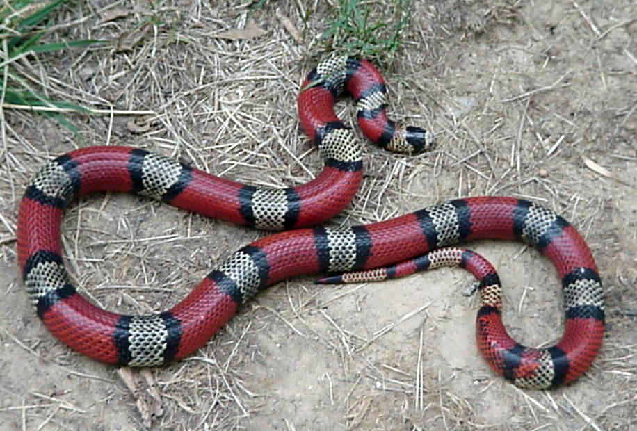 central Nicaraguan L.t.hondurensis female